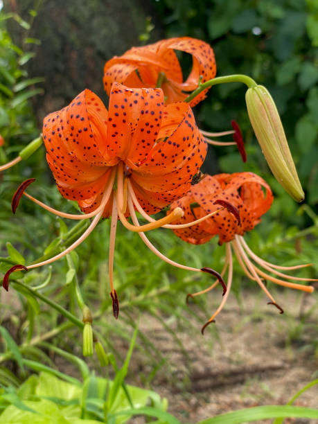 istock Asian Lily - Lilium lancifolium 2194224235
