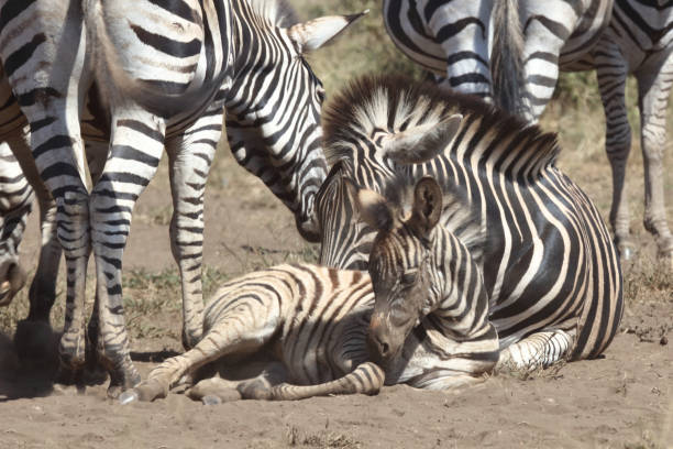 istock Steppenzebra / Burchell's zebra / Equus quagga burchellii 2194224643