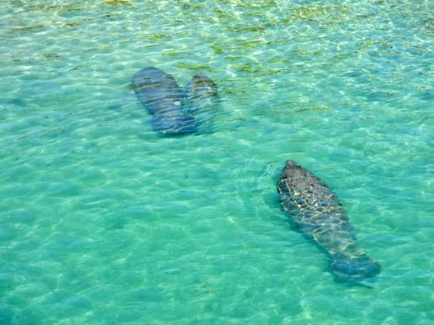 istock Manatees  (Trichechus) - swimming in a lagoon 2194225557