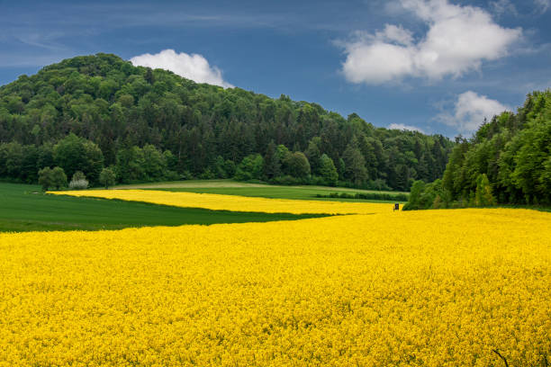 istock Yellow flowering rapeseed field with graphic landscape structures 2194227583