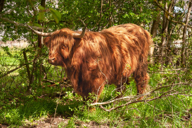 istock Brown Scottish Highland Cattle with Horns 2194227602