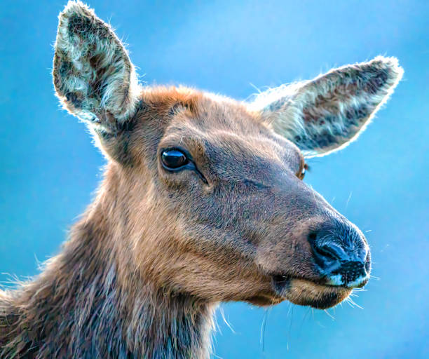 Closeup of young Elk at Yellowstone National Park
