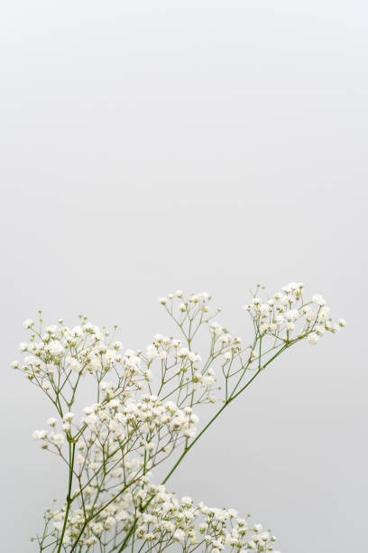 istock Light background with empty space and flower leaves, place for text 2194230848