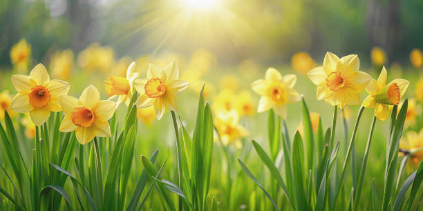 Photograph of a vibrant field of yellow daffodils in a natural setting in spring. Sunlight filters through the foliage, creating a warm golden glow.