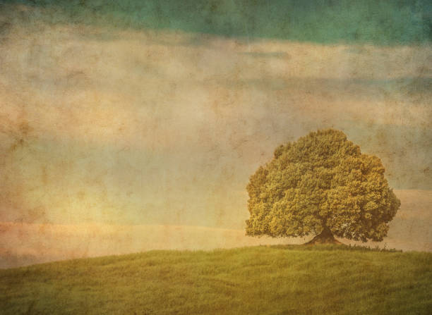 Vintage image of a tree in a field.
