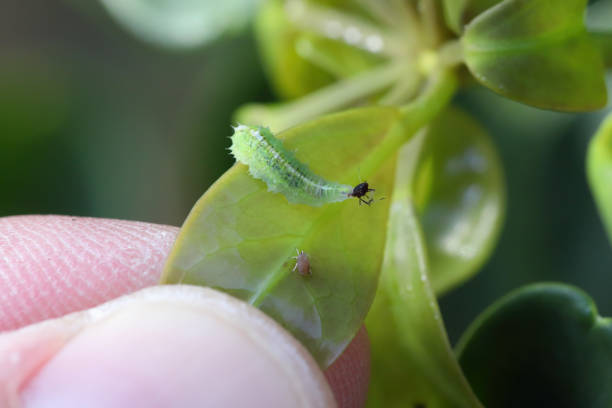 Hoverfly larvae, Syrphidae with hunted aphid on green leaf.