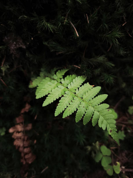 istock Bright green fern growing on dark moss in chamonix forest 2194236166