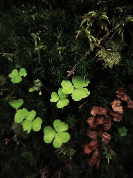istock Green clover growing on moss in chamonix forest 2194236591