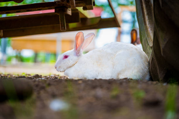 White angora rabbit with red eyes is sitting under a tractor on a farm.