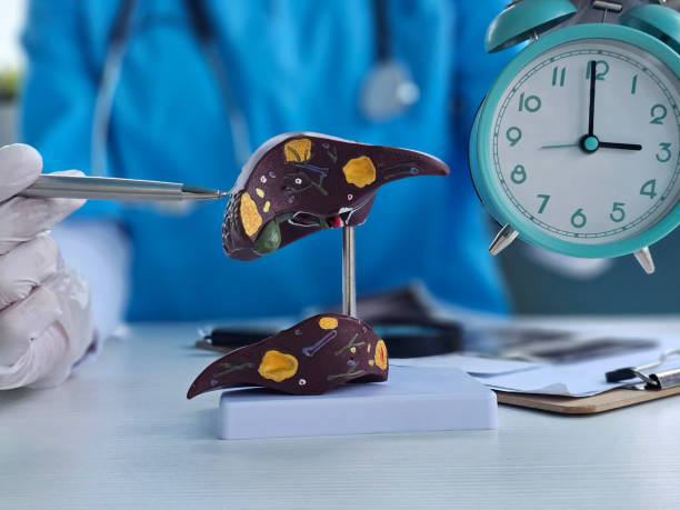 istock Doctor examines liver model with clock on desk during health evaluation session concept 2194238796