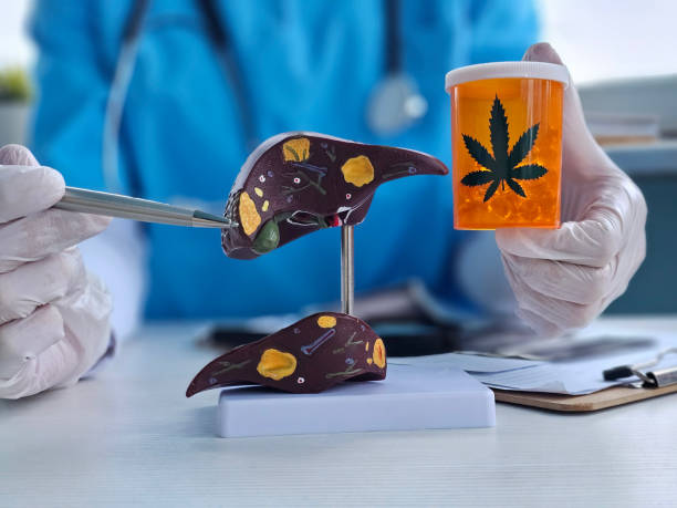 istock Cannabis and liver with gallbladder. Marijuana and hepar. Influence positive and negative of smoking marijuana on human liver 2194239218