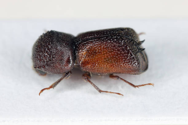 false powder-post beetle called also feather-horned borer, Sinoxylon anale. Beetle visible from the side.