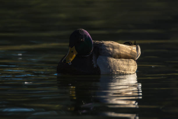 istock duck on the surface of a pond in the morning light 2194239359