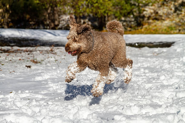 Spanish water dog in action