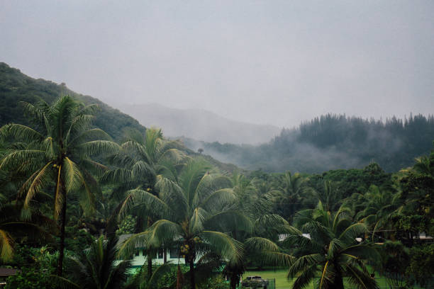 Photo taken in Hauula, Hawaii. A foggy island day- the fog looks so pretty rolling in from the lush green hills and valleys.  The palm Trees in the foreground with coconuts is a nice touch