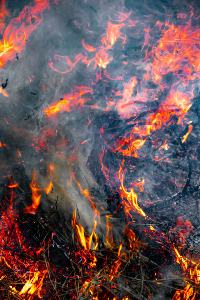 A haunting scene of destruction left in the wake of a wildfire. The forest floor is covered in ash, with smoke rising from the remnants of burnt vegetation. Charred tree trunks stand as stark reminders of the devastation caused by the fire. This poignant image is perfect for projects highlighting environmental destruction, the consequences of climate change, and the need for forest restoration. Ideal for use in educational materials, blogs, documentaries, or campaigns focused on wildfire recovery and environmental resilience.