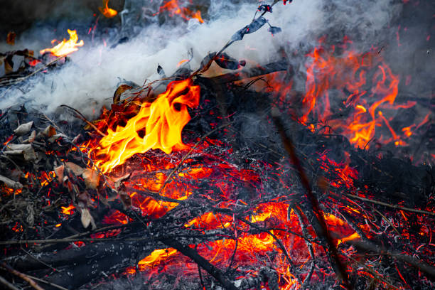 istock Aftermath of a Wildfire with Smoldering Ashes and Devastated Forest 2194241014