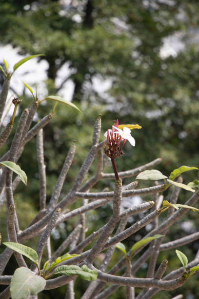 istock templetree, red plumeria (Plumeria rubra) in Hong Kong 2194241918