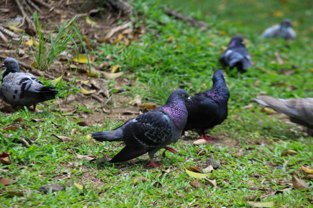 istock Pigeons on the grass in the park. Selective focus. 2194242008