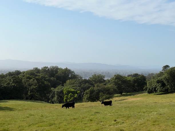 istock Taylor Mountain Regional Park, Sonoma County, California 2194242837
