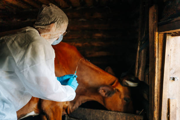 istock Veterinarian administering vaccine to cattle in a rustic barn setting 2194243048