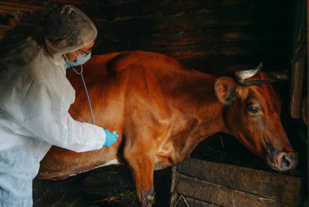 istock Veterinarian Performing Health Check on Cow in Rustic Barn Setting 2194243452