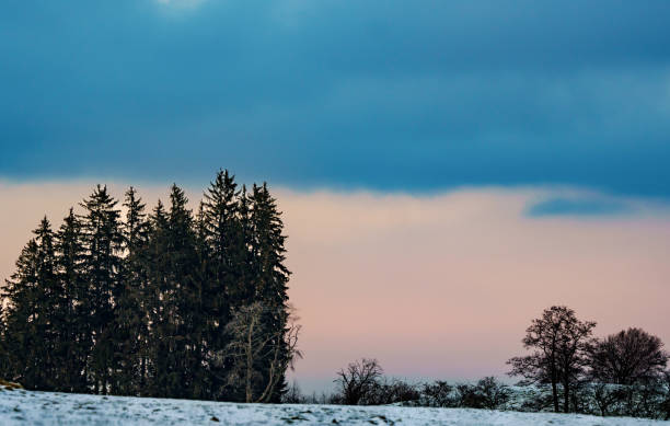 Trees in a beautiful winter landscape