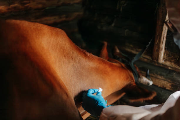 istock Veterinarian vaccinating cow against diseases in barn 2194243521