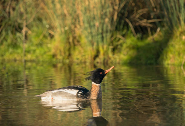 Red-breasted merganser,  Mergus serrator, male bird over wintering on inland lake.