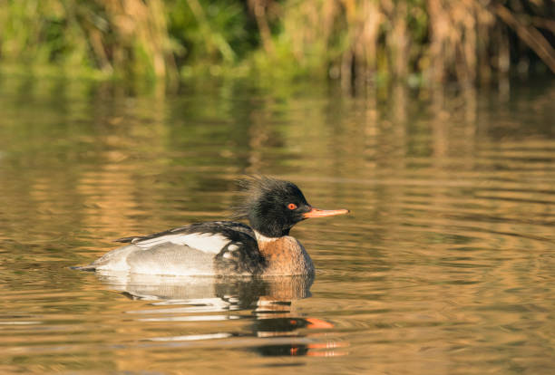 istock Red-breasted merganser,  Mergus serrator 2194243600