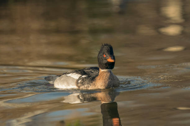 istock Red-breasted merganser,  Mergus serrator 2194243603