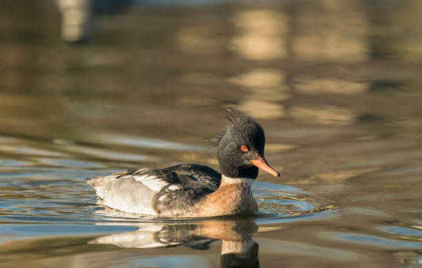 istock Red-breasted merganser,  Mergus serrator 2194243625