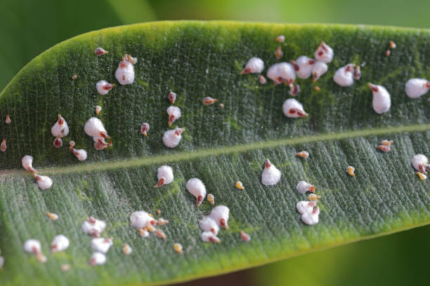 istock Ivy scale also known as aucuba scale, Aspidiotus nerii on an oleander leaf. 2194244009