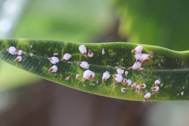 istock Oleander scale also known as aucuba scale, Aspidiotus nerii on an oleander leaf. 2194244011