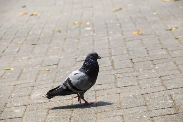istock Pigeons on the grass in the park. Selective focus. 2194244416