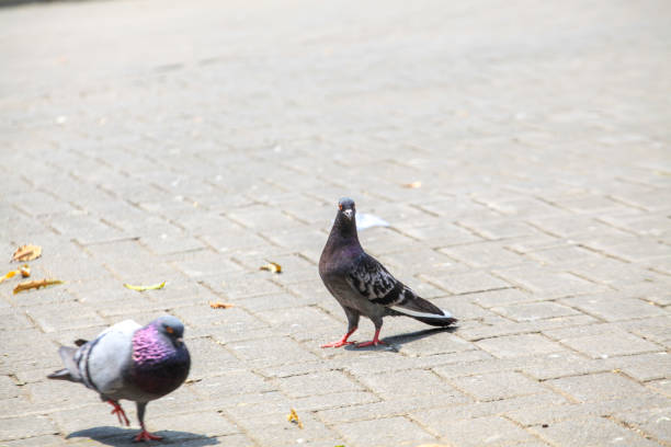 Pigeons on the grass in the park. Selective focus.