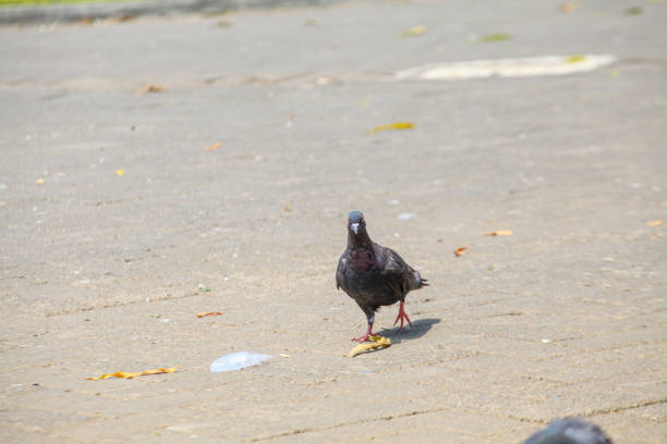 Pigeons on the grass in the park. Selective focus.
