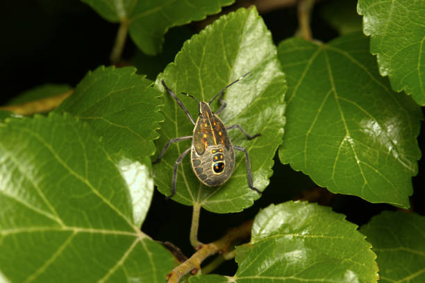 Spiders, dragonflies, and other small wildlife are the unsung heroes of our ecosystems, working tirelessly to maintain balance and sustainability. Spiders act as natural pest controllers, reducing harmful insect populations, while dragonflies regulate mosquitoes and other flying pests. These creatures, though small in size, play a significant role in pollination, nutrient cycling, and supporting food webs. Protecting their habitats ensures biodiversity thrives, demonstrating that even the tiniest lives have an immense impact on the health and sustainability of our planet.Location: Mangar, Haryana (India)