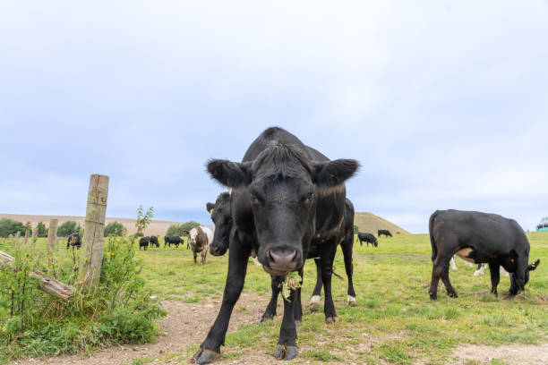 istock Black cow in forground in rural England scene 2194245403