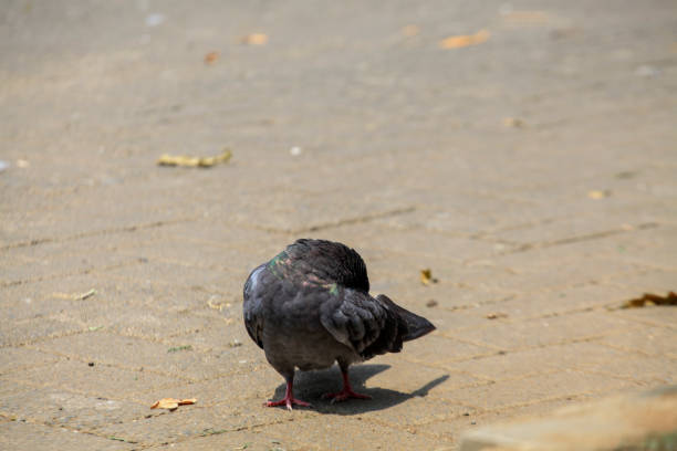 Pigeons on the grass in the park. Selective focus.