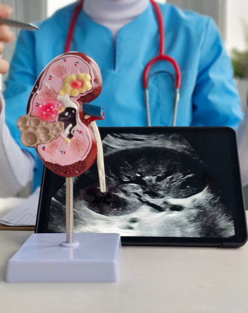 istock Doctor examining kidney model and ultrasound image in medical facility concept 2194245607