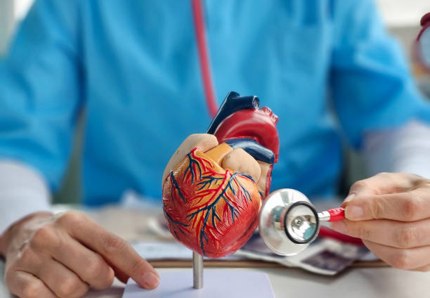 istock Doctor examines heart model with stethoscope in clinic 2194245610