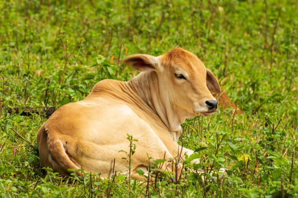 istock little calf resting on the grass in the sun 2194247027