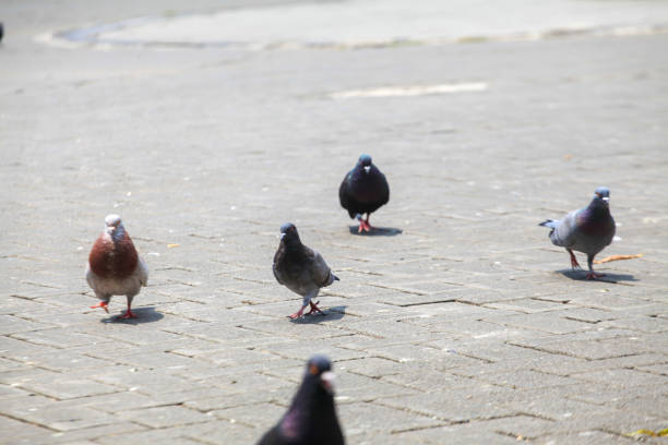 istock Pigeons on the grass in the park. Selective focus. 2194247509