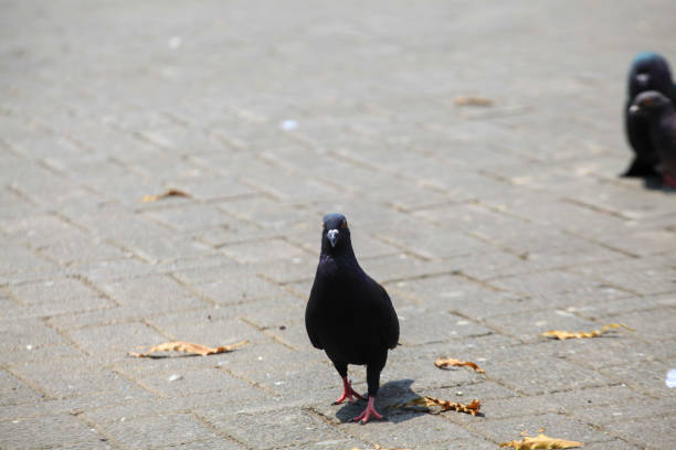 Pigeons on the grass in the park. Selective focus.