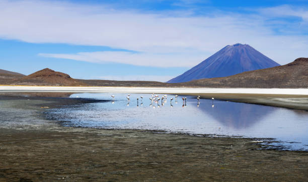 Flamingos on Laguna de Salinas in Peru
