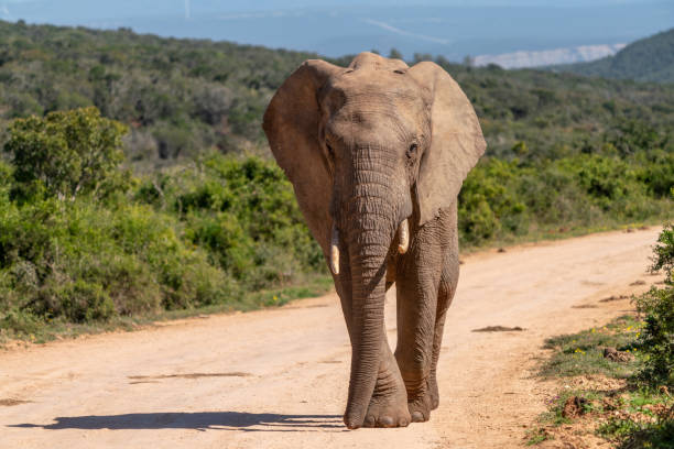 istock Elephants in Kruger National Park, South Africa 2194247997