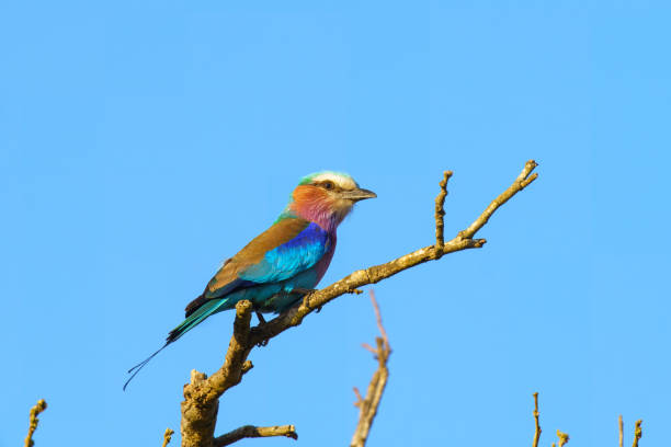 istock Lilac breasted roller, in Kruger National Park, South Africa 2194248110