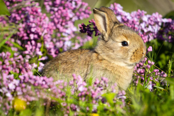 istock beautiful gray rabbit among spring lilac flowers 2194248357