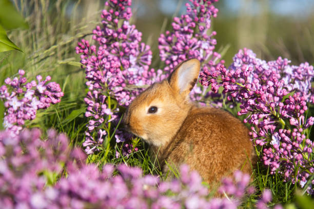 Happy Easter banner design. Top view white ceramic bunny, vibrant iris flowers, and colorful eggs on a purple background